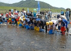 稚鮎放流の様子