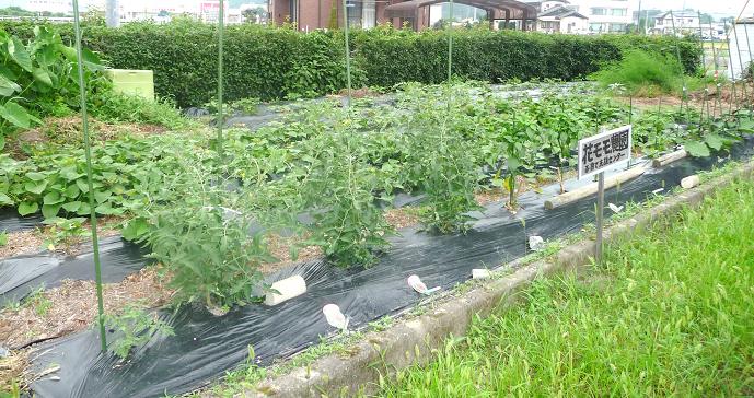 花モモ農園