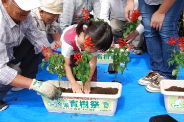 植栽の様子