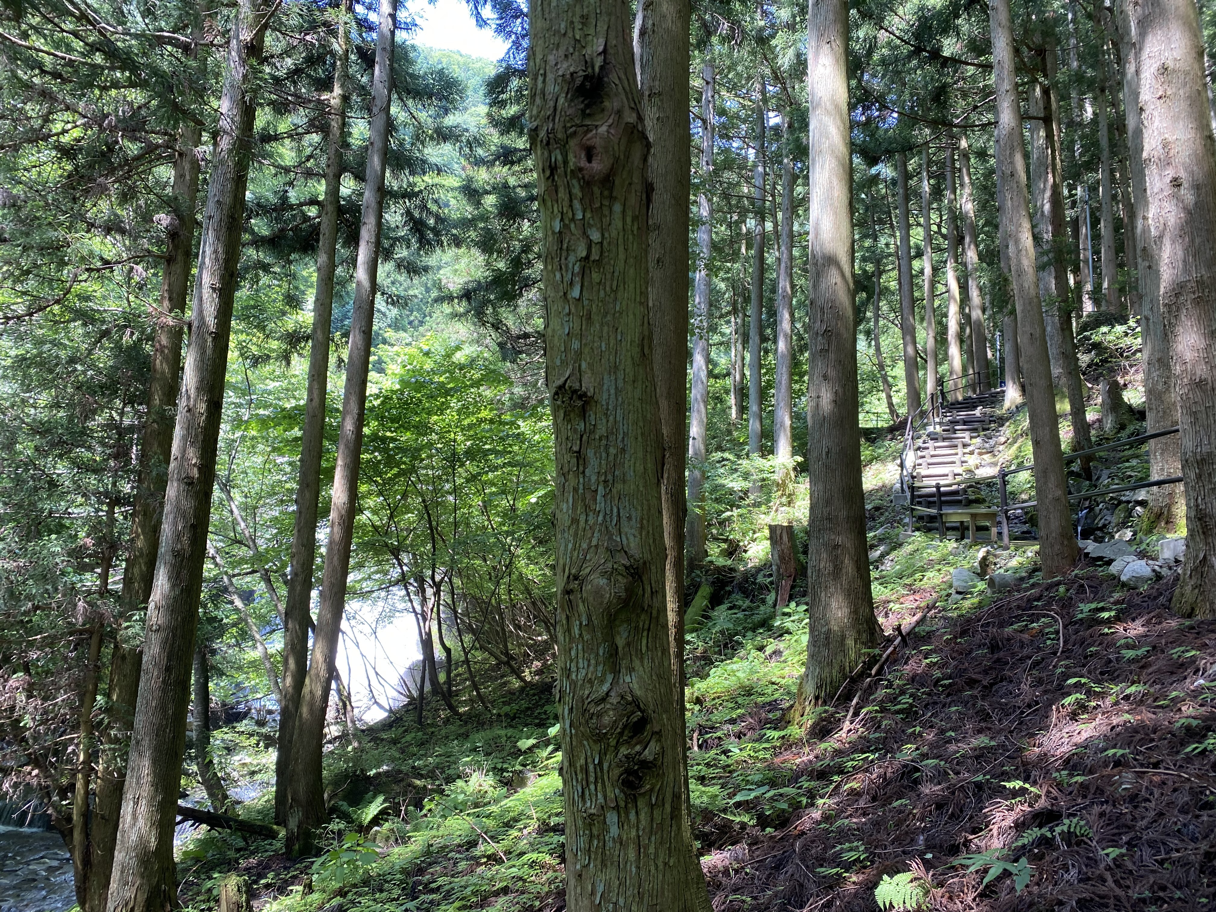 さざれ石公園　木々