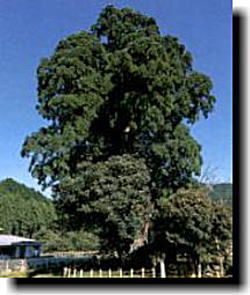 伊野一本杉（県指定・天然記念物）の画像1