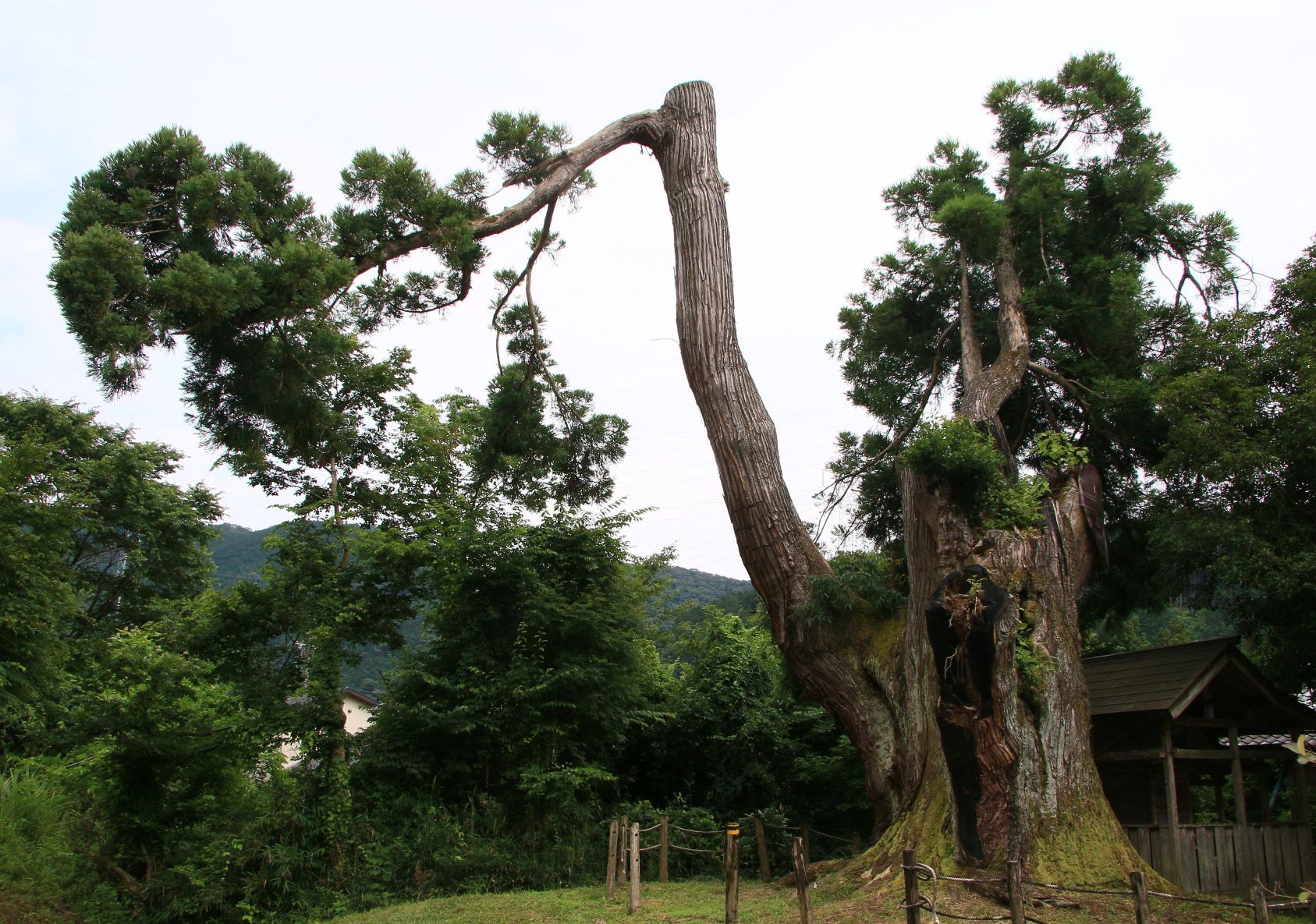 伊野一本杉（県指定・天然記念物）の画像2