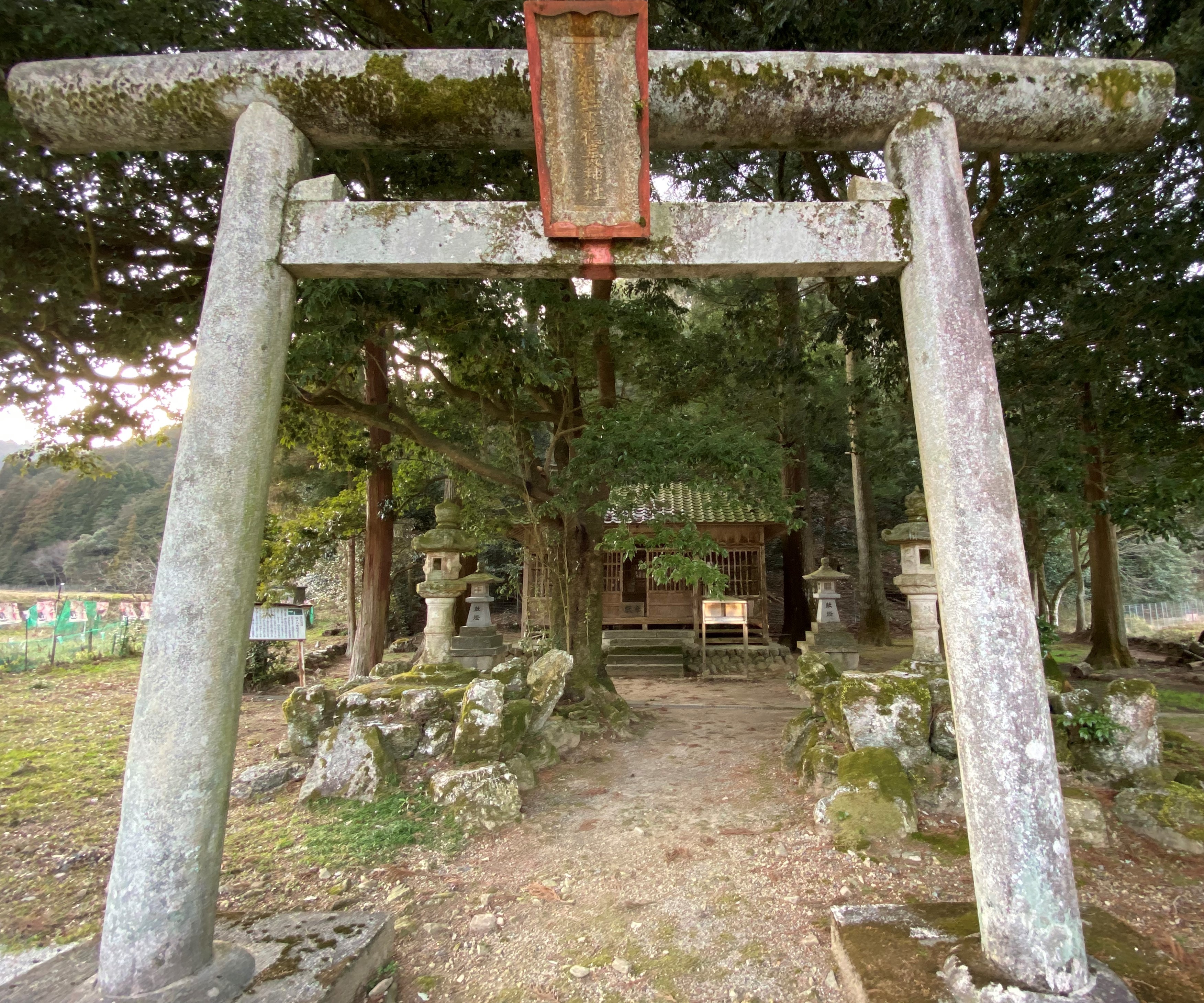 ヒメハルゼミ生息地の画像