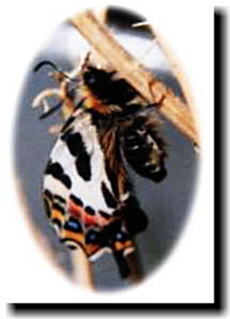 ギフチョウ生息地の画像