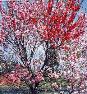 町の花「はなもも」の画像