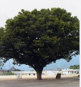 町の木「けやき」の画像