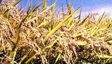 大和小学校校歌の画像2