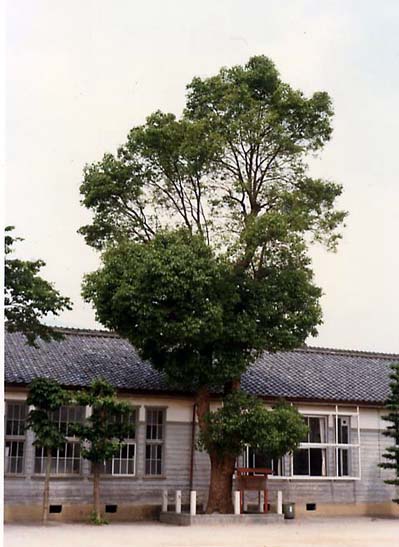 大和小学校のくすの木（昭和55年）の画像