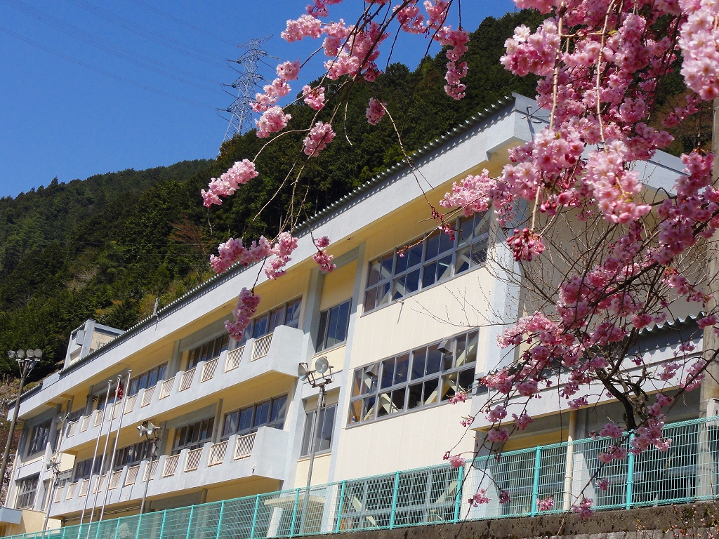 しだれ桜と校舎の画像