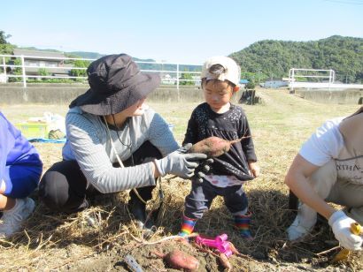 さつまいも掘りの画像1