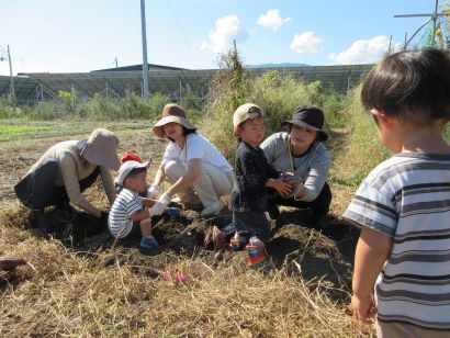さつまいも掘りの画像2