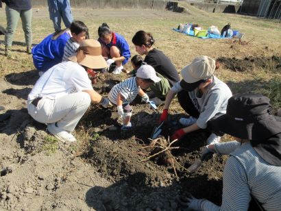 さつまいも掘りの画像3