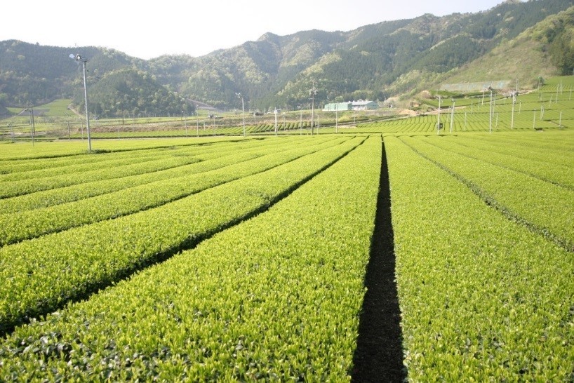 桂の茶畑の画像