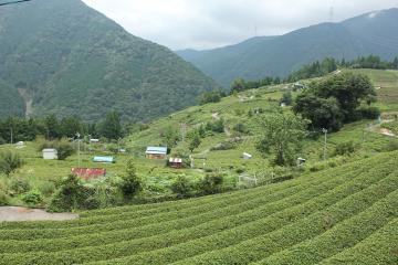 春日の茶畑の画像