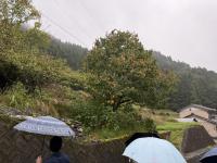 Lesson1の放任果樹の点検の様子の写真