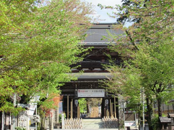 谷汲山華厳寺桜