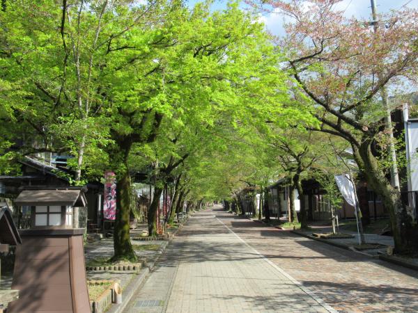 谷汲山華厳寺桜