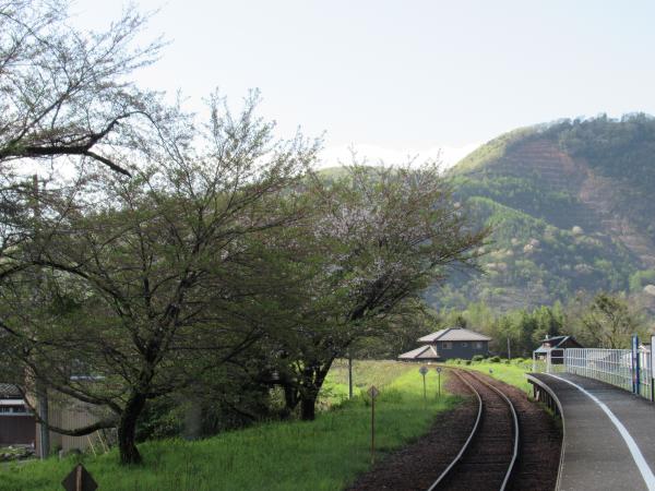 谷汲口駅の桜
