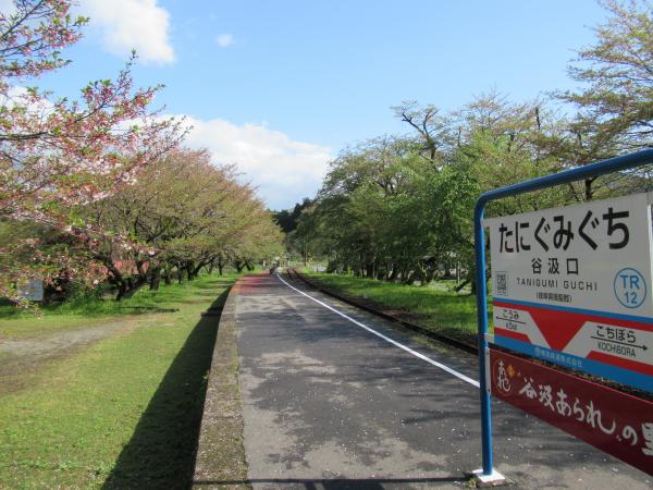 谷汲口駅の桜