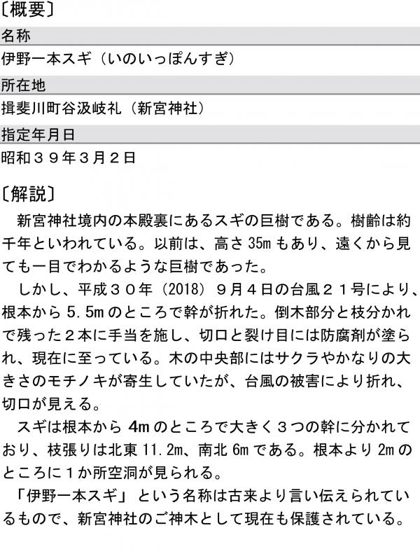 伊野一本スギ解説文